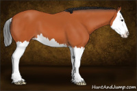 Horse Color:Bay Splash 