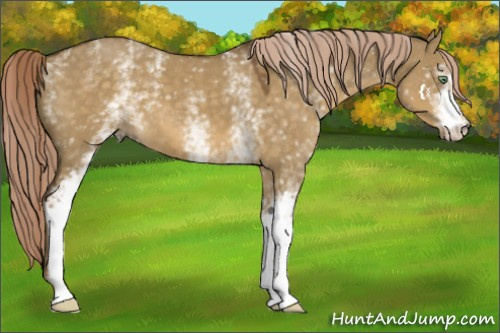 Horse Color:White Spotted Chocolate Palomino Dun 