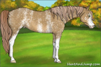 Horse Color:White Spotted Chocolate Palomino Dun 