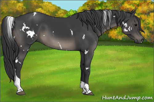 Horse Color:White Spotted Black Tobiano 
