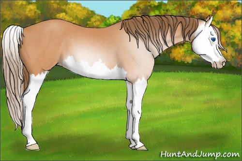 Horse Color:Gray Perlino Splash 