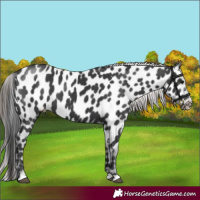 Horse Color:Black Appaloosa 