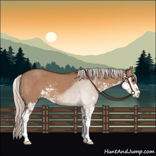 Horse Color:Silver Bay Dun Sabino 