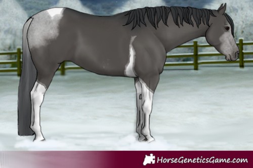 Horse Color:Black Tobiano 