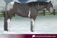Horse Color:Black Tobiano 