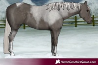Horse Color:Silver Black Tobiano
