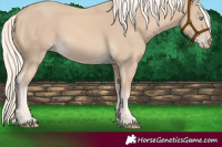 Horse Color:Cremello 