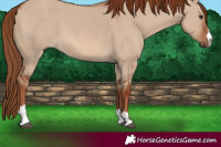 Horse Color:Red Dun 