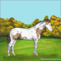 Horse Color:Bay Dun Splash Tobiano 