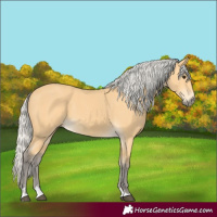 Horse Color:Silver Buckskin 