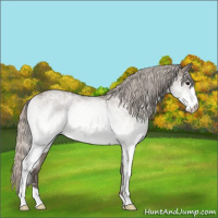 Horse Color:White Spotted Silver Grullo