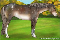 Horse Color:Liver Chestnut Mushroom Appaloosa