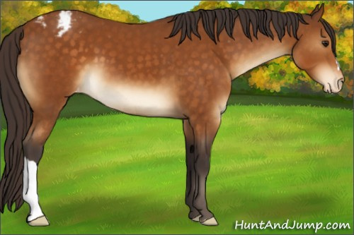 Horse Color:Buckskin Appaloosa 