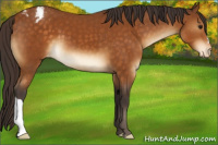 Horse Color:Buckskin Appaloosa