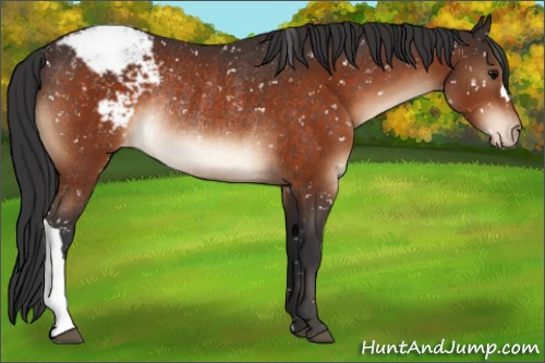 Horse Color:Bay Appaloosa Rabicano 