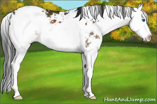 Horse Color:Brown Mushroom Sabino Splash Appaloosa 