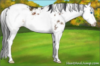 Horse Color:Brown Mushroom Sabino Splash Appaloosa