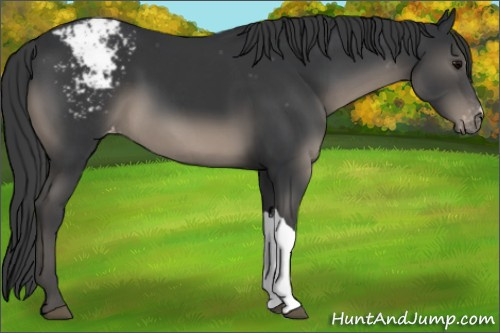 Horse Color:Black Appaloosa