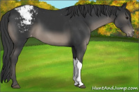 Horse Color:Black Appaloosa 