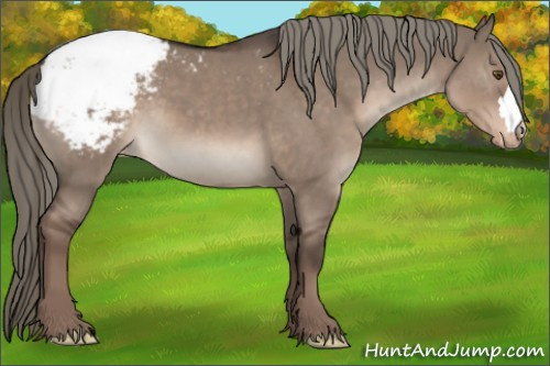 Horse Color:Liver Red Dun Mushroom Appaloosa