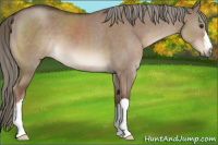Horse Color:Liver Red Dun Mushroom 