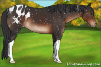 Horse Color:Brown Appaloosa 