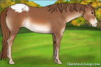 Horse Color:Chestnut Appaloosa 