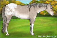 Horse Color:Liver Red Dun Mushroom Appaloosa 