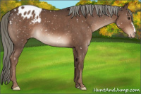 Horse Color:Liver Chestnut Mushroom Appaloosa