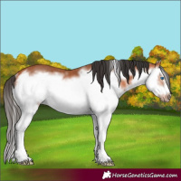 Horse Color:Bay Splash Frame Rabicano