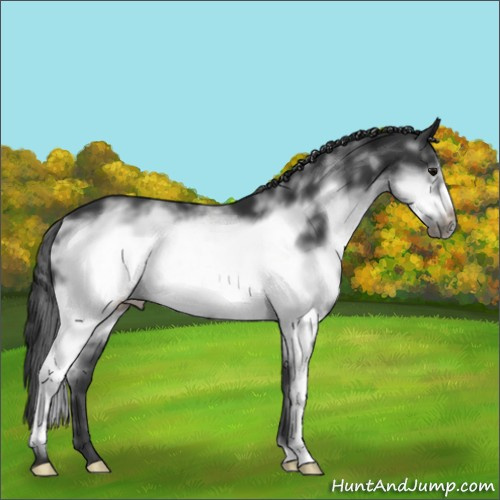 Horse Color:White Spotted Black Frame 