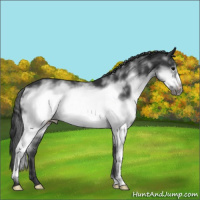 Horse Color:White Spotted Black Frame
