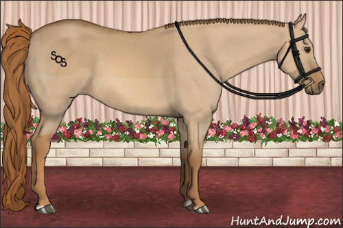 Horse Color:Red Dun