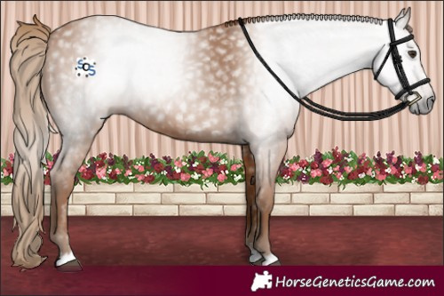 Horse Color:Gray Chestnut