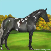 Horse Color:White Spotted Liver Chestnut Mushroom 