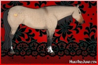 Horse Color:Brown Dun Sabino 