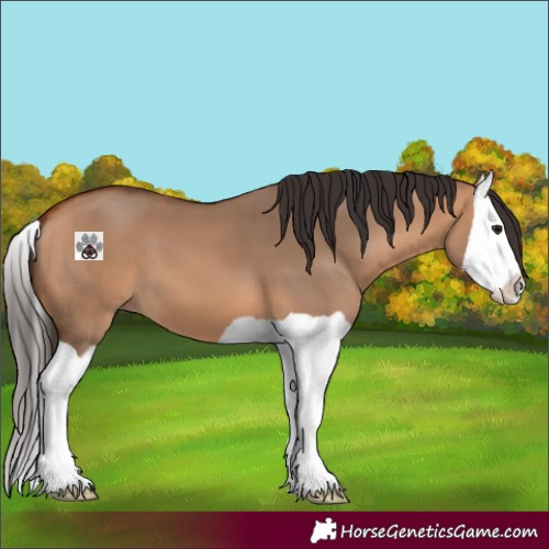 Horse Color:Bay Dun Splash