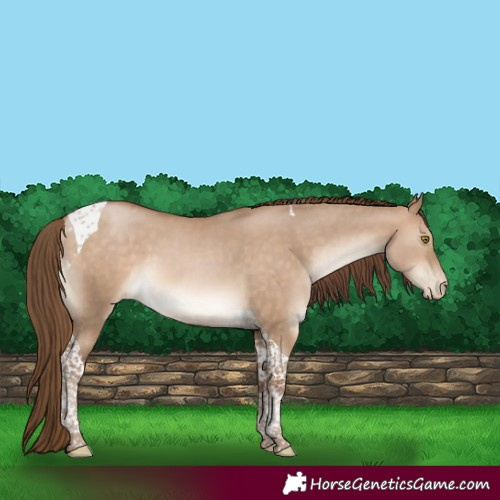 Horse Color:Brown Pearl Dun Tobiano