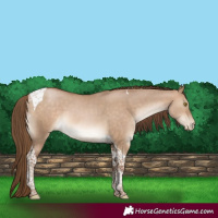 Horse Color:Brown Pearl Dun Tobiano