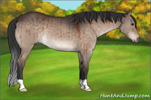 Horse Color:Brown Dun Brindle 