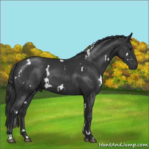Horse Color:White Spotted Black 