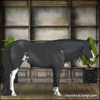 Horse Color:Black Sabino 