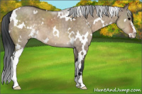 Horse Color:White Spotted Brown Dun Sabino 
