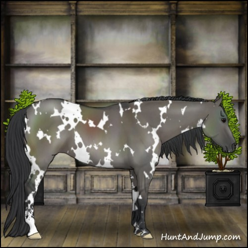 Horse Color:White Spotted Grullo Sabino 