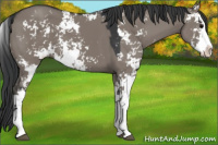 Horse Color:Grullo Sabino 