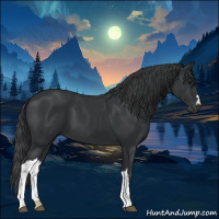Horse Color:Black 