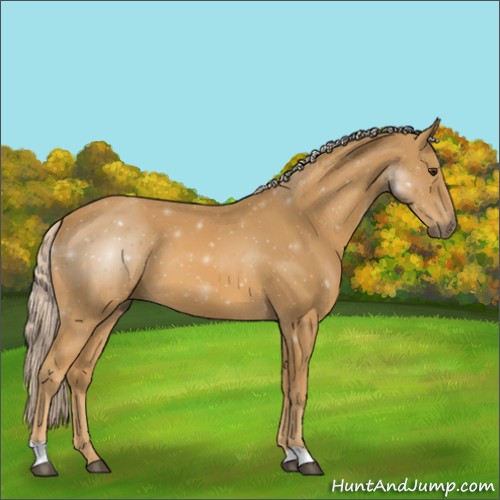 Horse Color:Palomino 