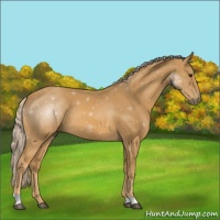 Horse Color:Palomino 