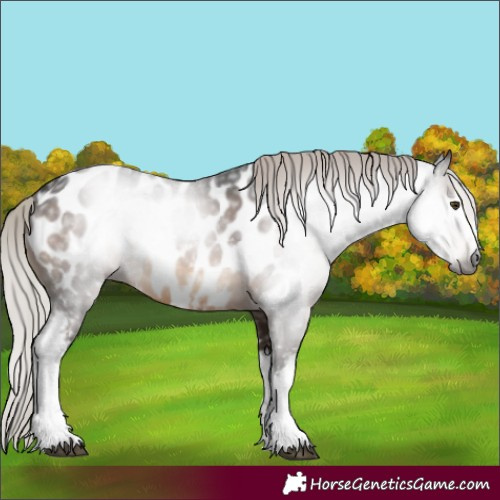 Horse Color:Gray White Spotted Silver Brown Near Leopard Rabicano