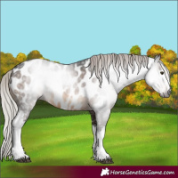 Horse Color:Gray White Spotted Silver Brown Near Leopard Rabicano